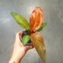 philodendron red sun