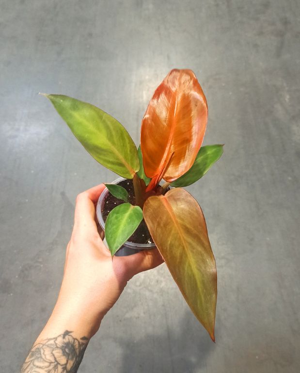 philodendron red sun