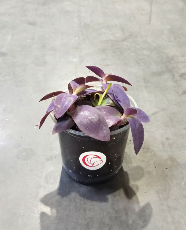 Tradescantia Palida