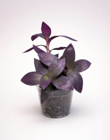 Tradescantia Pallida Misere Pourpre