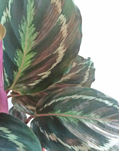 Calathea Medaillon alternative