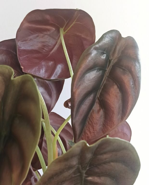 alocasia red secret gros plan feuilles