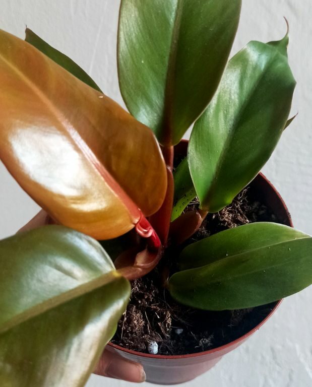 Philodendron Red Sunlight