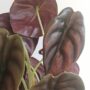 alocasia red secret gros plan feuilles