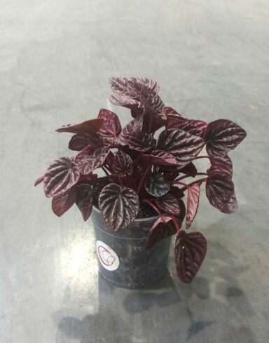 peperomia caperata red luna