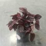 peperomia caperata red luna