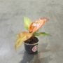 philodendron red sun