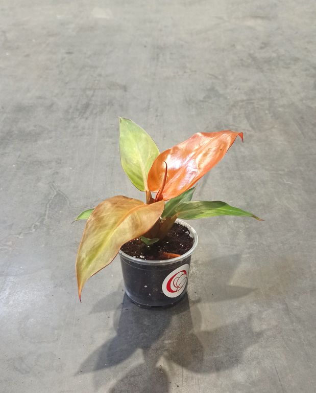 philodendron red sun