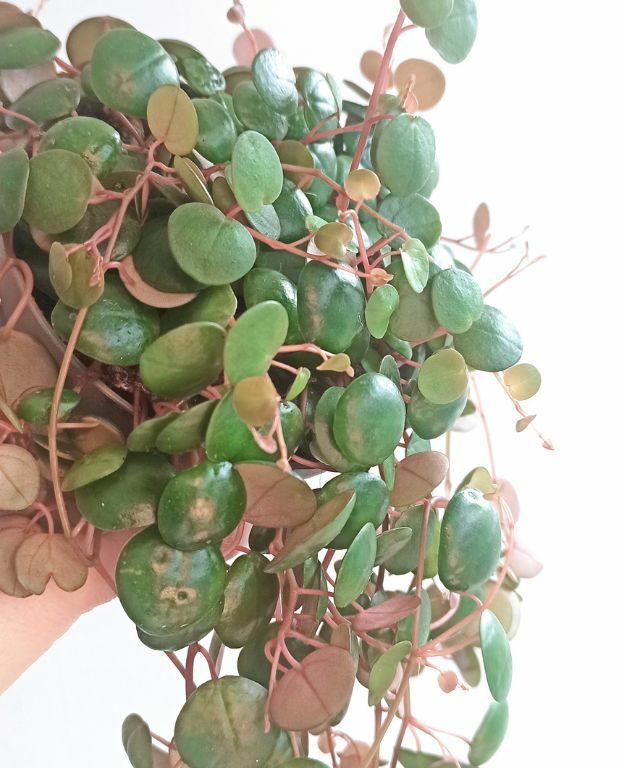 Peperomia pepperspot details feuilles