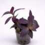 Tradescantia Pallida Misere Pourpre