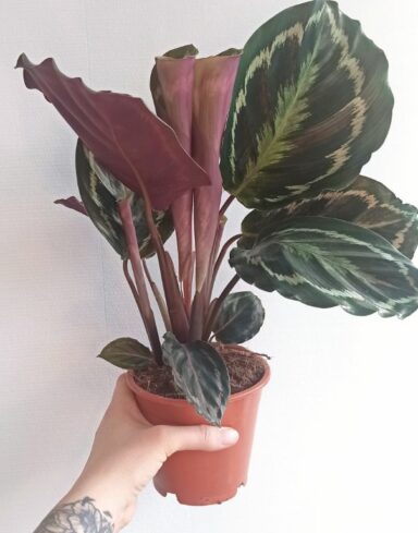 Calathea Medaillon
