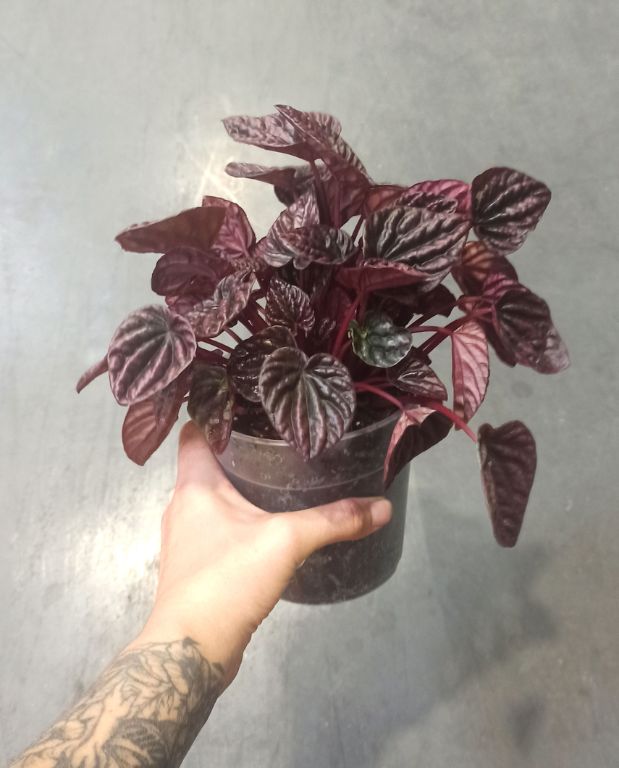 peperomia caperata red luna