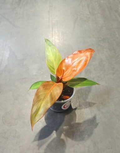 philodendron red sun