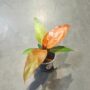 philodendron red sun