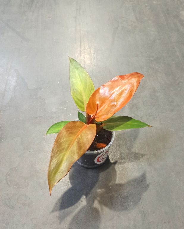 philodendron red sun