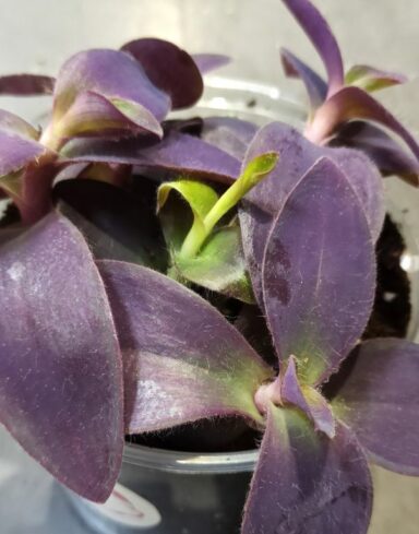 Tradescantia Palida alternative