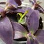 Tradescantia Palida