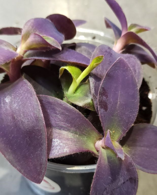 Tradescantia Palida