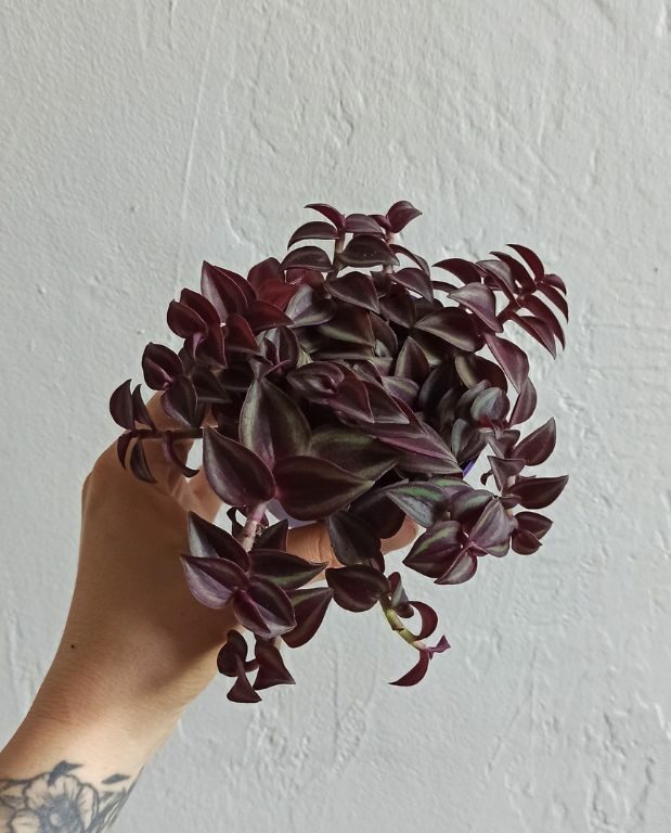 Tradescantia purple passion