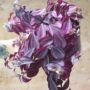 tradescantia zebrina purple passion