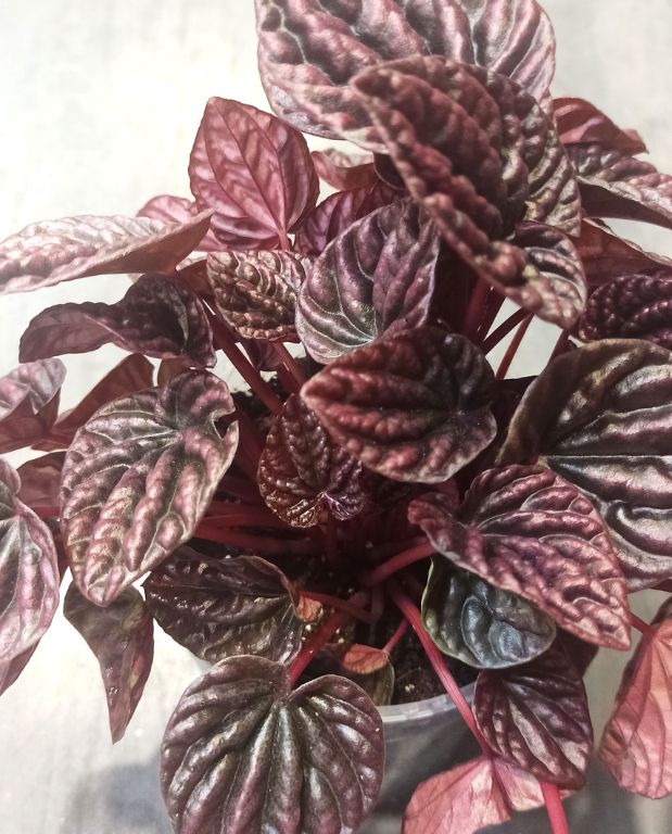 peperomia caperata red luna