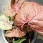 syngonium neon robusta