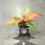 philodendron red sun