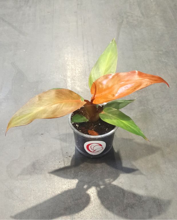 philodendron red sun