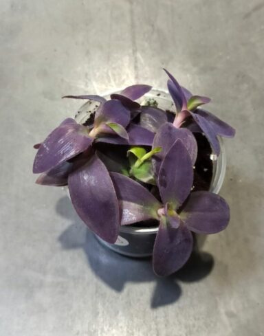 Tradescantia Palida