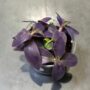 Tradescantia Palida