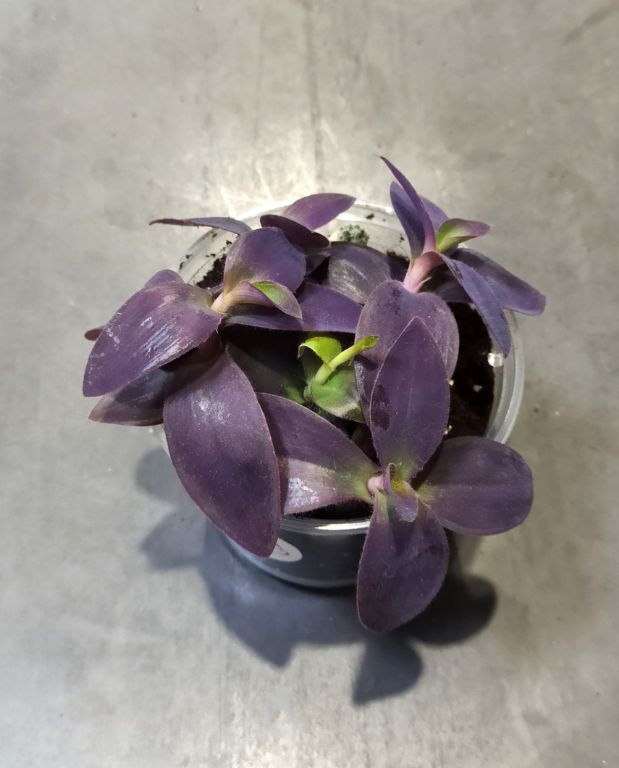 Tradescantia Palida