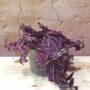 tradescantia zebrina purple passion