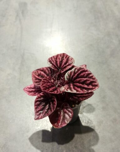 peperomia caperata red luna