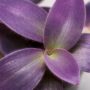 Tradescantia Pallida Misere Pourpre
