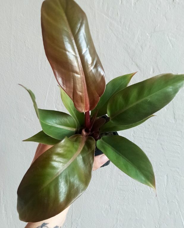 Philodendron Red Sunlight