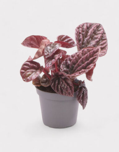 Peperomia carperata red Luna