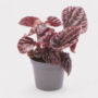 Peperomia carperata red Luna