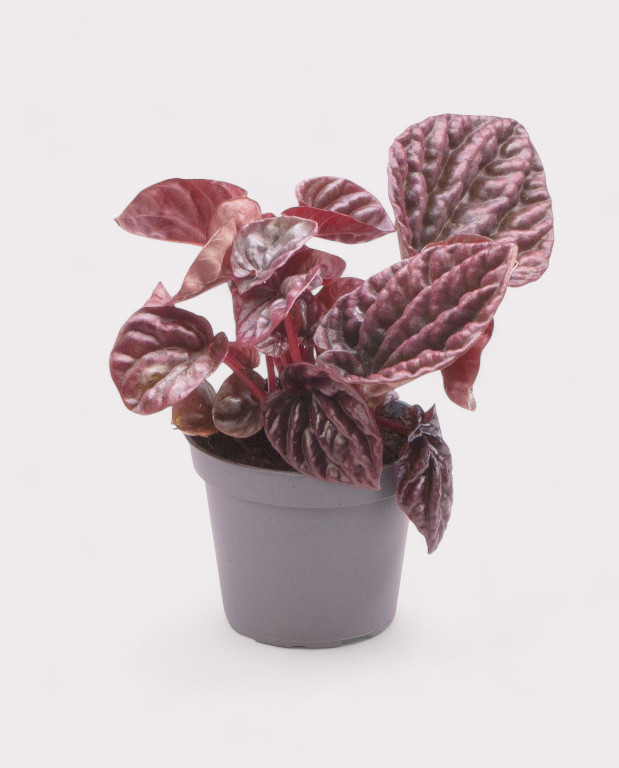 Peperomia carperata red Luna