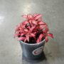 Fittonia Verschaffeltii red star