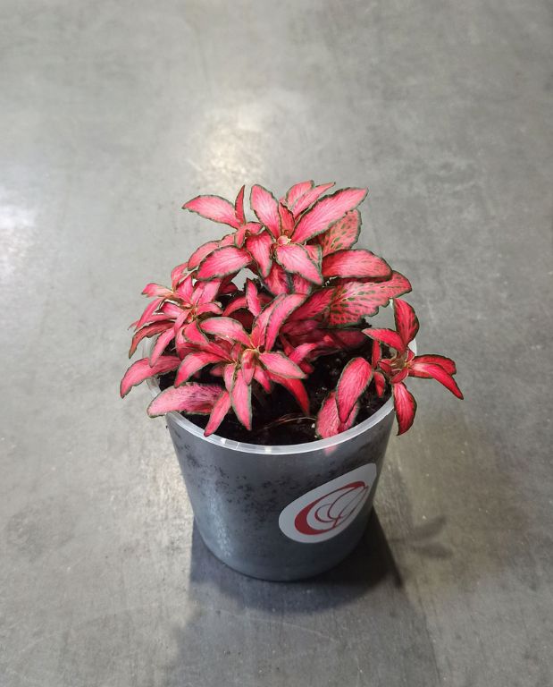 Fittonia Verschaffeltii red star