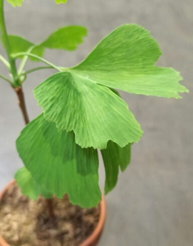 Ginkgo Biloba alternative