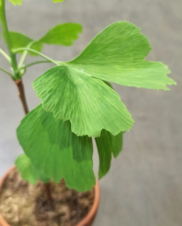 Ginkgo biloba