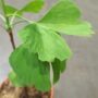 Ginkgo biloba