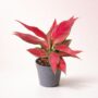 aglaonema cherry baby M 12cm