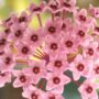 Hoya Carnosa Tricolor fleurs de porcelaine