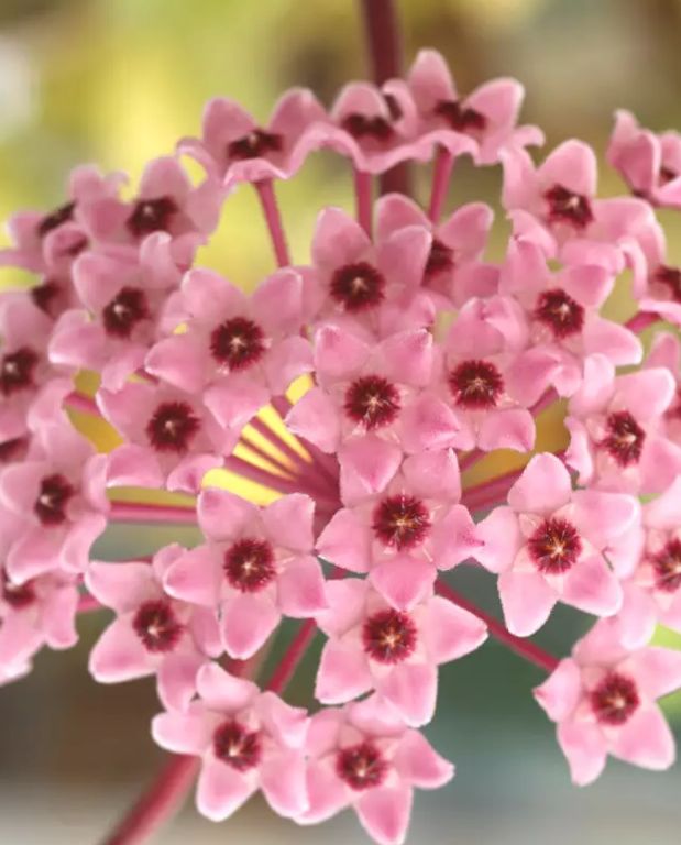 Hoya Carnosa Tricolor fleurs de porcelaine