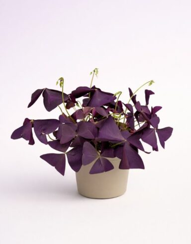 oxalis triangularis ikigai