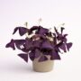 oxalis triangularis ikigai