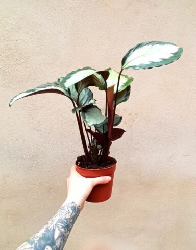 Calathea picturata argentea