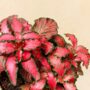 Fittonia red star